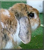 Bella the Lop Rabbit