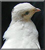 Goober the Pharaoh Coturnix Quail