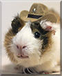 Latte the Abyssinian Guinea Pig