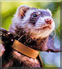Mayawi the Sable Ferret