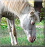 Mini the Miniature Pony