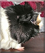 Prudence the Abyssinian Guinea Pig