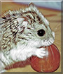Unnamed the Dwarf Hamster