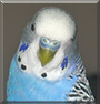 Pepito the Parakeet