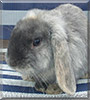Tilly the Lop Eared Rabbit