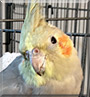 Muffin the Cockatiel