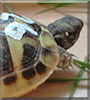 Roo the Hermann's tortoise
