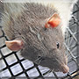 Little Rat the Dumbo Rat