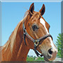 Quincy the Breeding Stock Paint