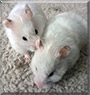 Sunshine, Fluffy Cloud the Teddy bear hamster