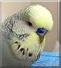 Chip the English Budgie