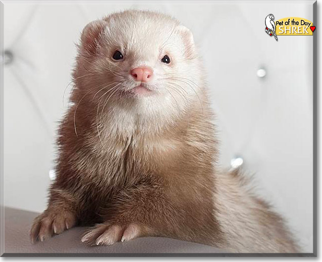 Shrek, the Pet of the Day Shrek, the Pet of the Day