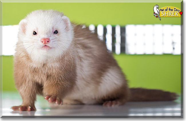 Shrek, the Pet of the Day Shrek, the Pet of the Day