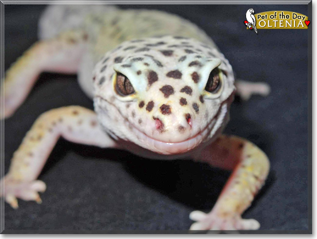 Oltenia, the Pet of the Day Oltenia, the Pet of the Day