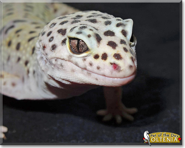 Oltenia, the Pet of the Day Oltenia, the Pet of the Day