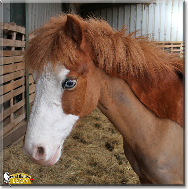 Leon, the Pet of the Day Leon, the Pet of the Day