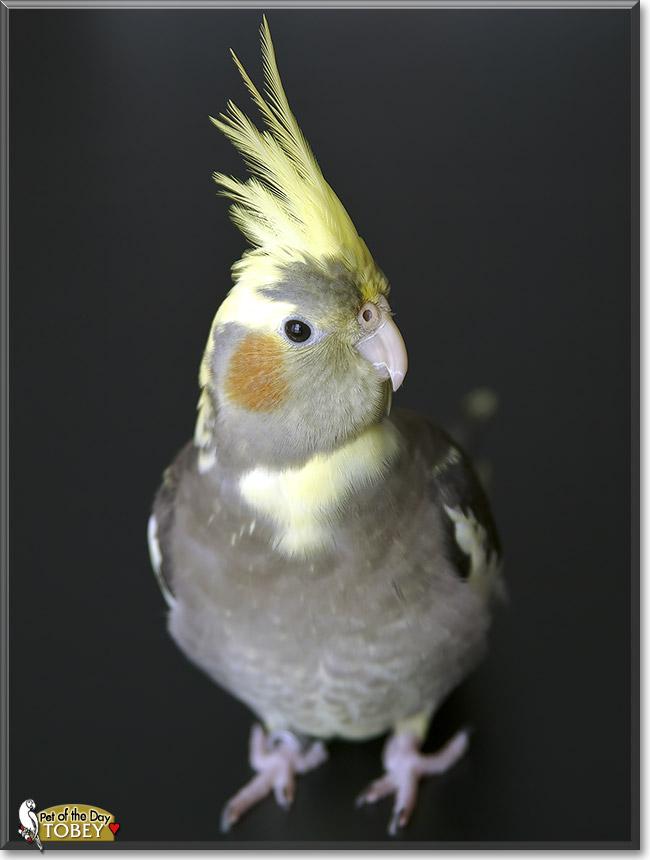 Tobey, the Pet of the Day Tobey, the Pet of the Day