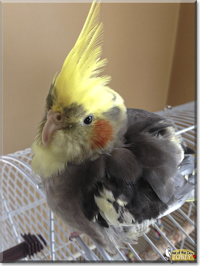 Tobey, the Pet of the Day Tobey, the Pet of the Day