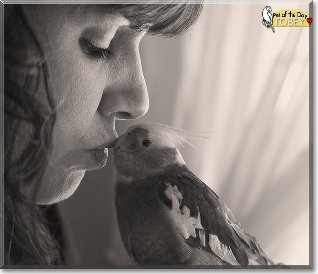 Tobey, the Pet of the Day Tobey, the Pet of the Day