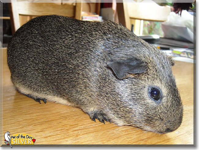 Silver, the Pet of the Day Silver, the Pet of the Day