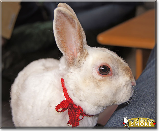 Smoke, the Pet of the Day Smoke, the Pet of the Day