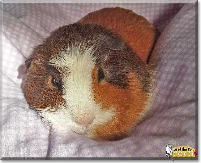 Coco Knibs, the Pet of the Day Coco Knibs, the Pet of the Day