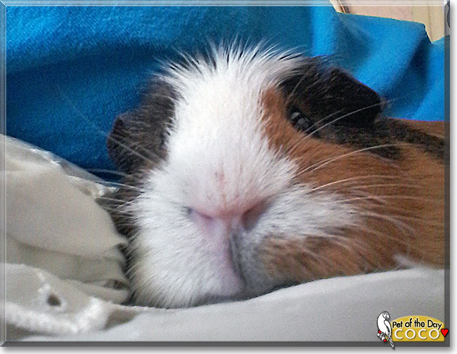 Coco Knibs, the Pet of the Day Coco Knibs, the Pet of the Day