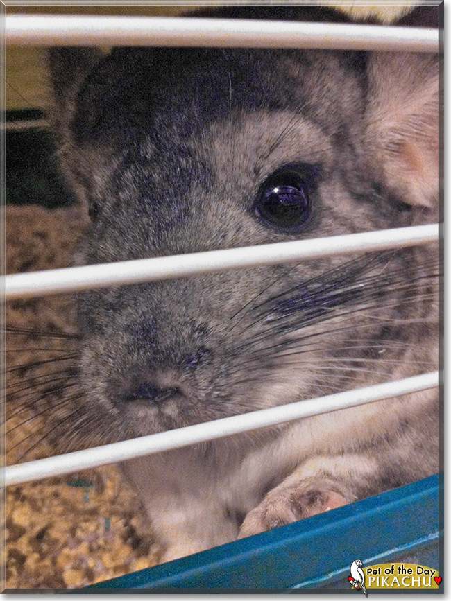 Pikachu, the Pet of the Day Pikachu, the Pet of the Day