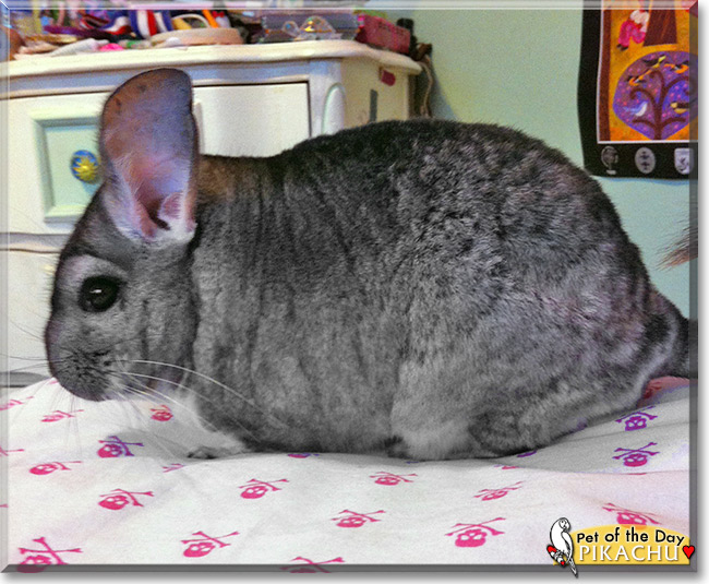 Pikachu, the Pet of the Day Pikachu, the Pet of the Day