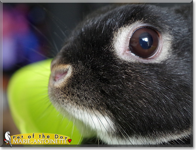 Marie Antoinette, the Pet of the Day Marie Antoinette, the Pet of the Day