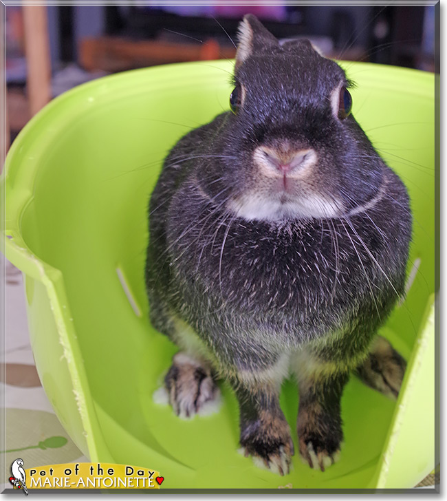 Marie Antoinette, the Pet of the Day Marie Antoinette, the Pet of the Day