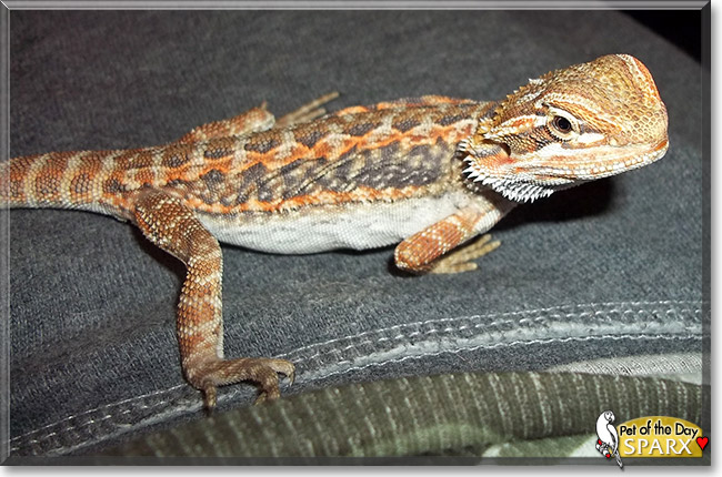 Sparx, the Pet of the Day Sparx, the Pet of the Day