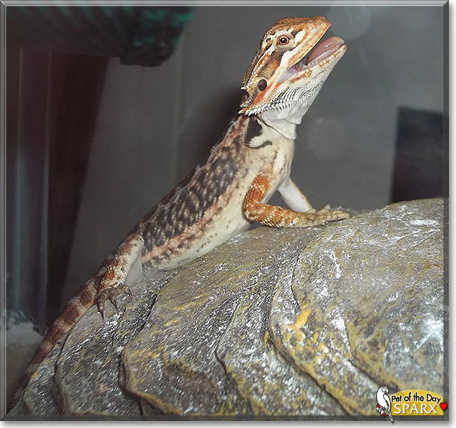 Sparx, the Pet of the Day Sparx, the Pet of the Day