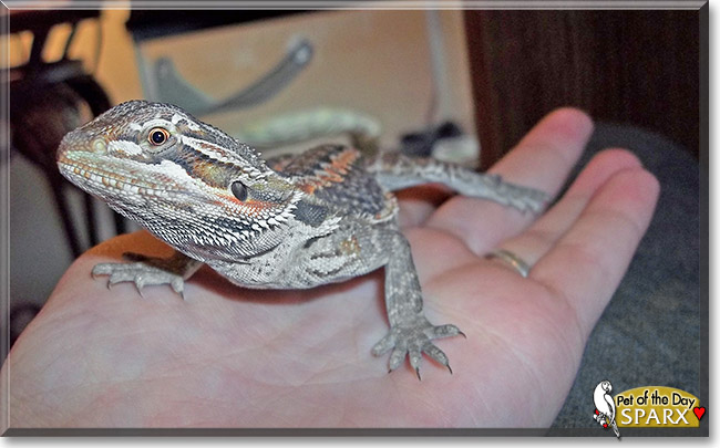 Sparx, the Pet of the Day Sparx, the Pet of the Day