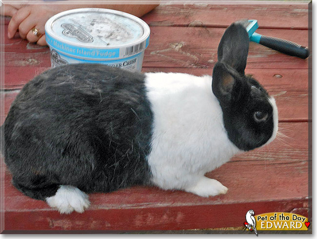 Edward, the Pet of the Day Edward, the Pet of the Day