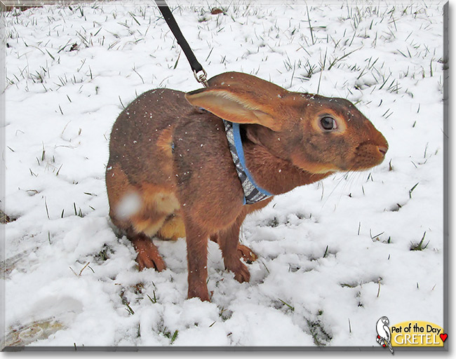 Belgian Hare Rabbit