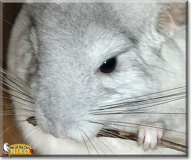 Niko Copernicus, the Pet of the Day Niko Copernicus, the Pet of the Day