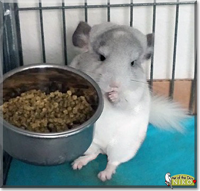 Niko Copernicus, the Pet of the Day Niko Copernicus, the Pet of the Day
