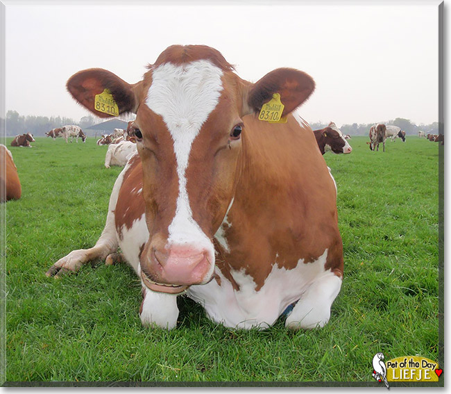 Sweetie, Liefje, the Pet of the Day