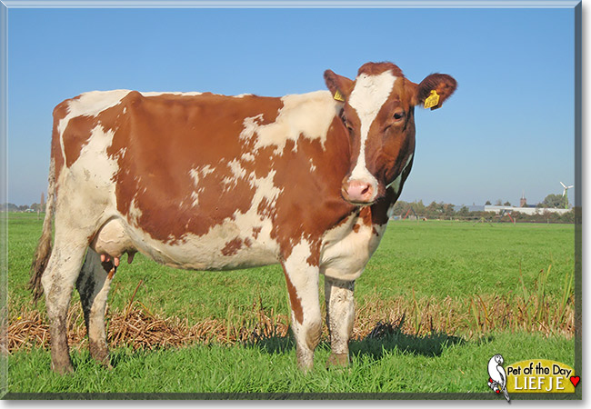 Sweetie, Liefje, the Pet of the Day
