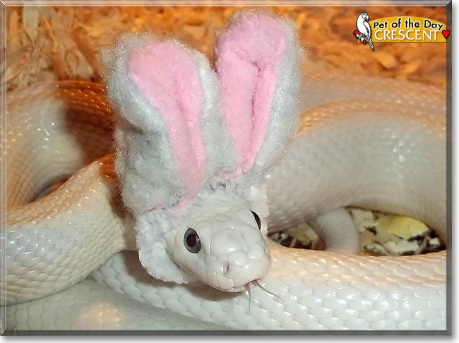 Crescent, the Pet of the Day Crescent, the Pet of the Day