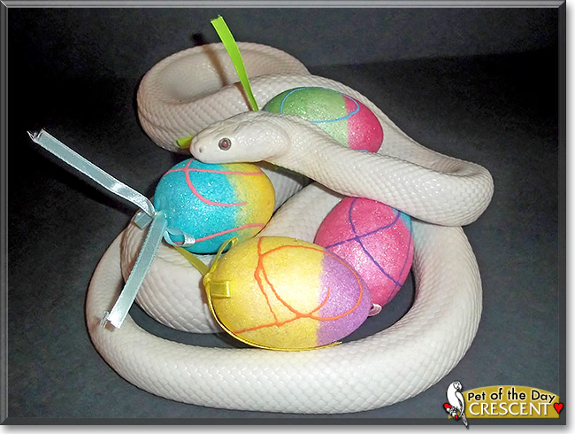 Crescent, the Pet of the Day Crescent, the Pet of the Day