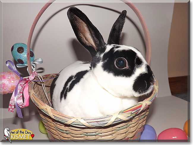 Kismet, the Pet of the Day Kismet, the Pet of the Day