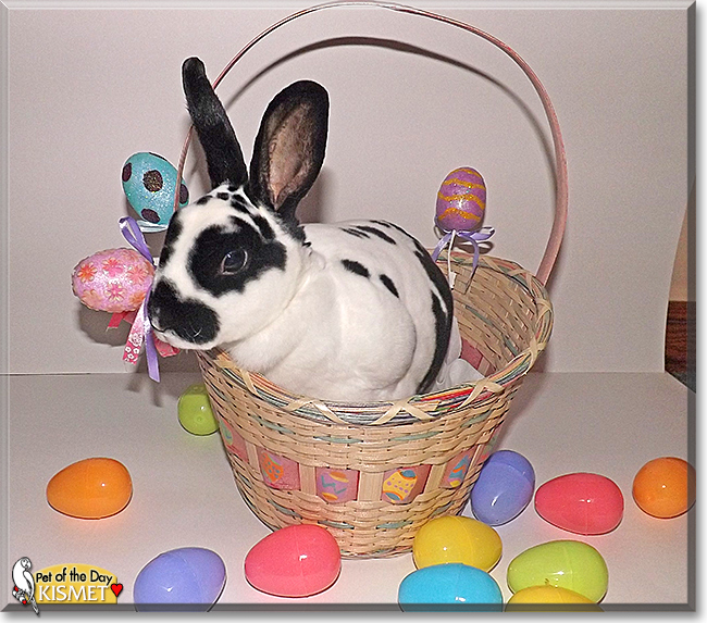 Kismet, the Pet of the Day Kismet, the Pet of the Day