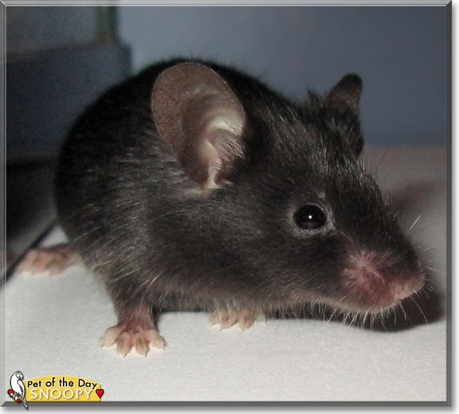 Snoopy, the Pet of the Day Snoopy, the Pet of the Day