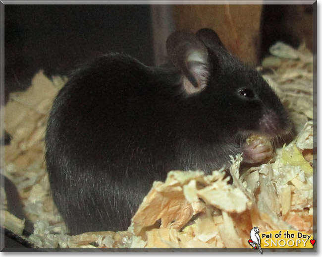 Snoopy, the Pet of the Day Snoopy, the Pet of the Day