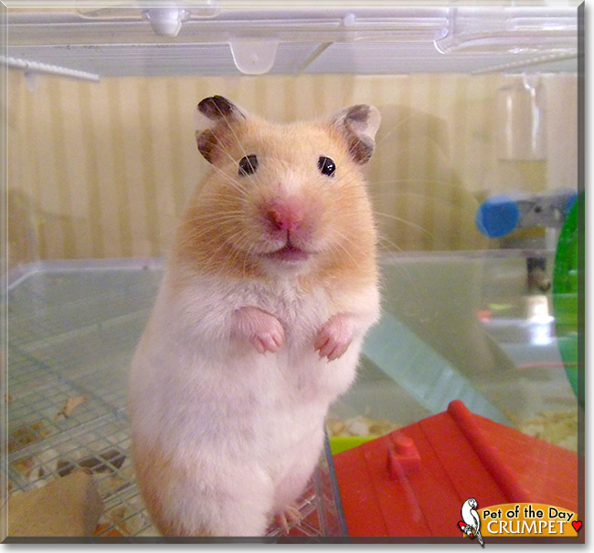 Crumpet, the Pet of the Day Crumpet, the Pet of the Day