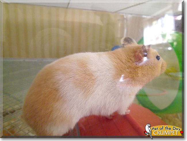 Crumpet, the Pet of the Day Crumpet, the Pet of the Day