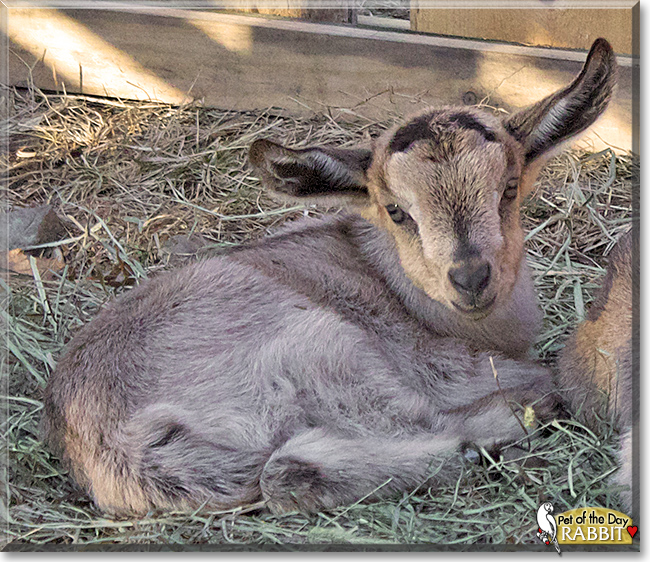 Rabbit, the Pet of the Day Rabbit, the Pet of the Day