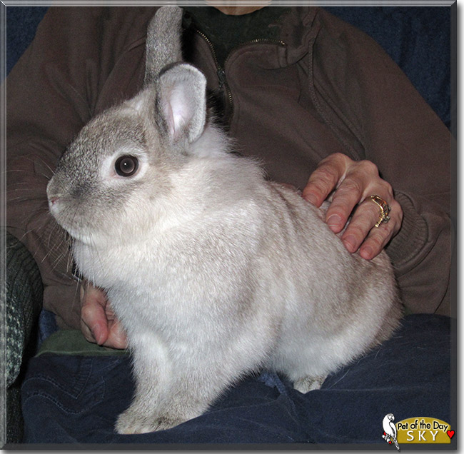 Sky, the Pet of the Day Sky, the Pet of the Day